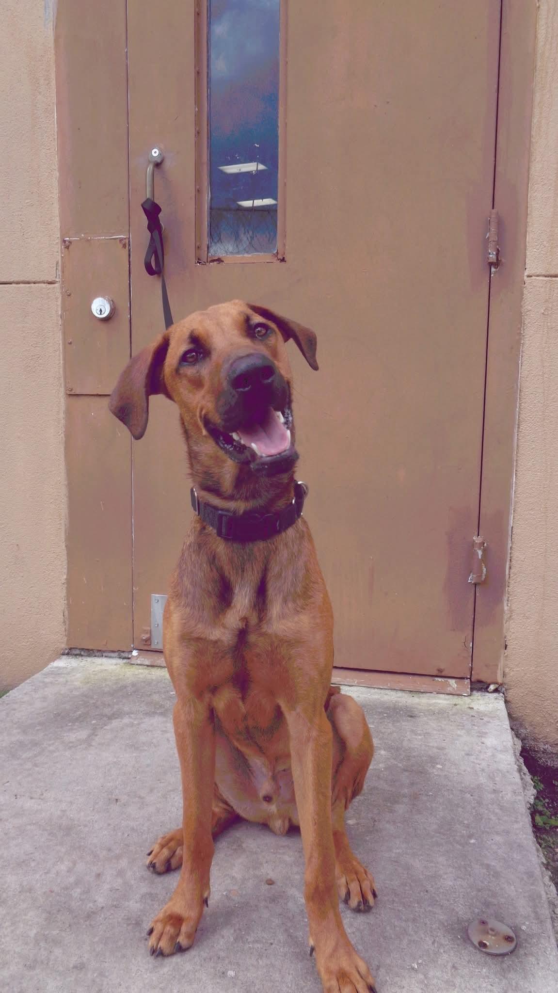 Enlarge NITRO-TRAINED DOG, a Adoptable Hound in Miami, FL image 1/1