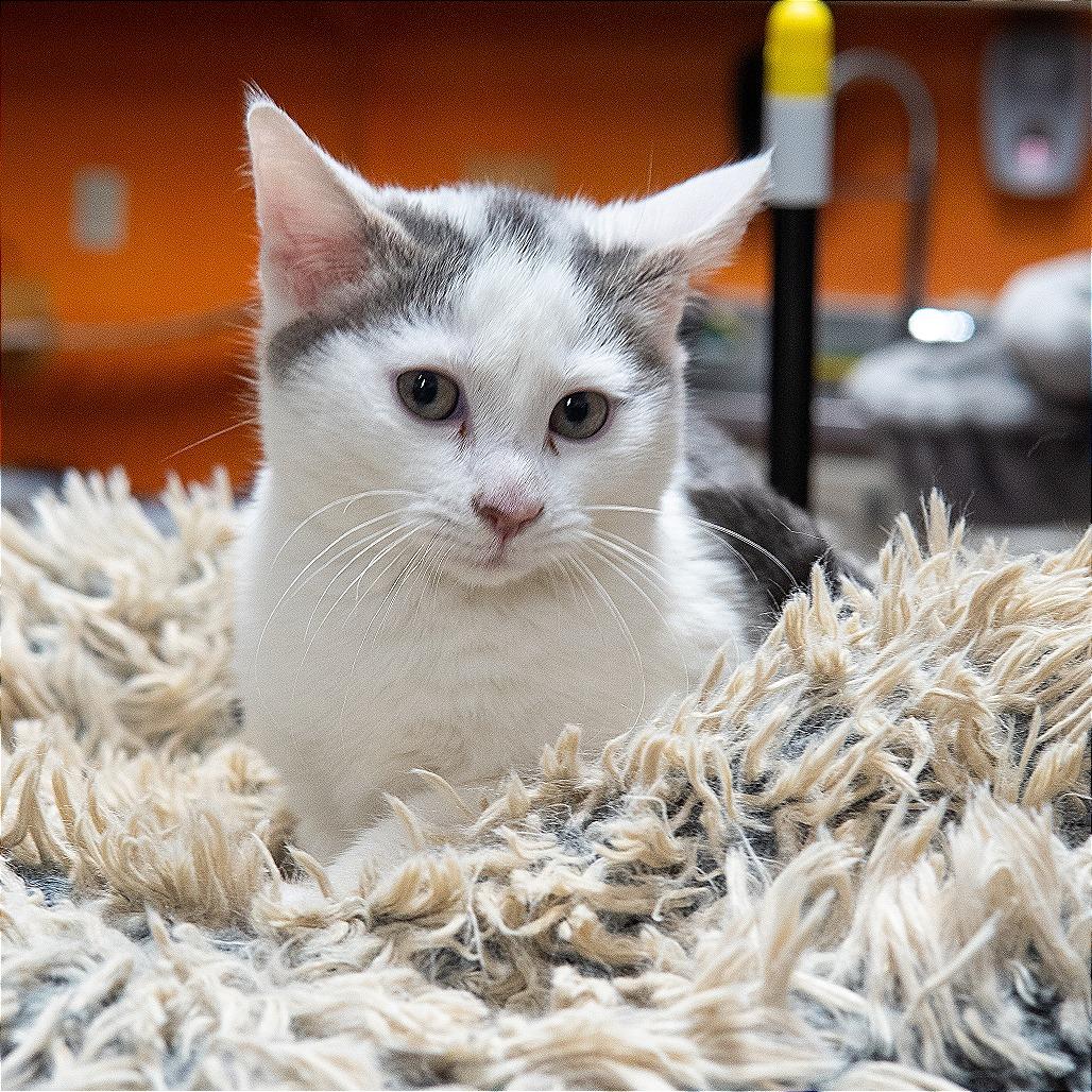 Ghost, Adoptable, Kitten Male Domestic Short Hair.