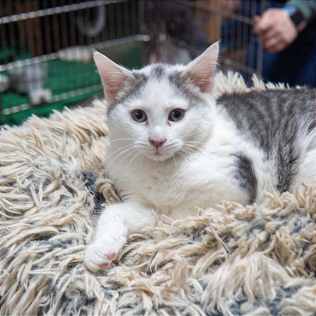 Ghost, a Adoptable Domestic Short Hair in Gainesville, GA image 2/2