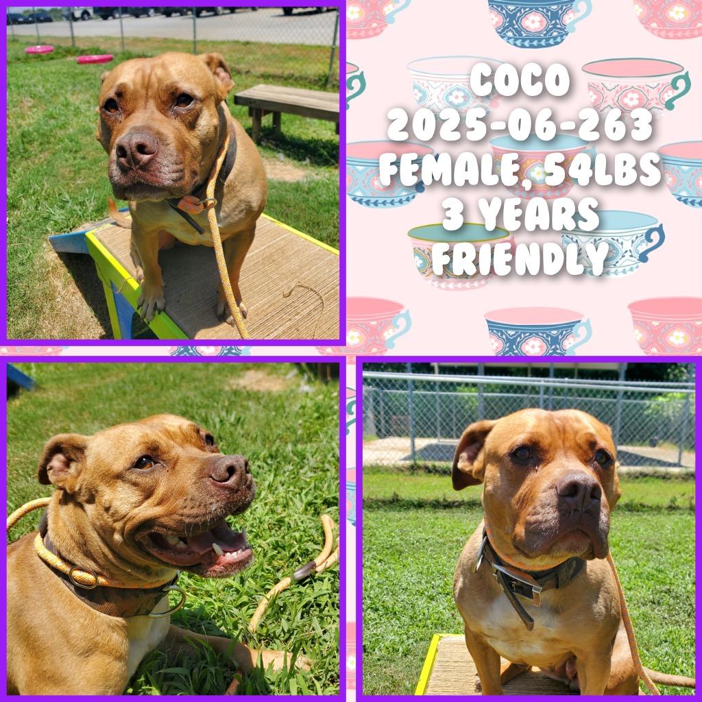 Enlarge 2025-06-263 "Coco, a Adoptable Pit Bull Terrier in Winder, GA image 1/1