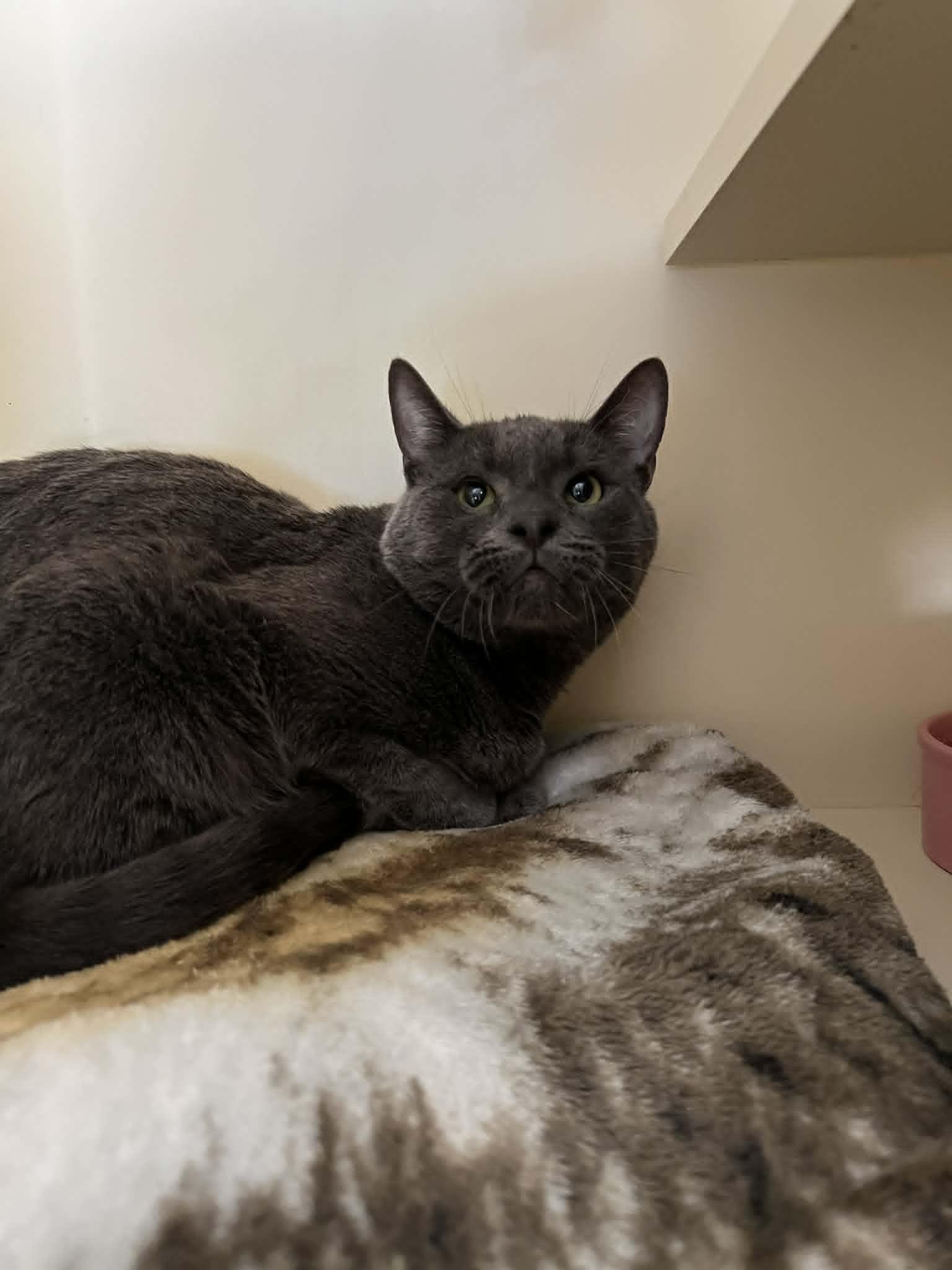 Slate, ADOPTABLE, Adult Male Domestic Short Hair.