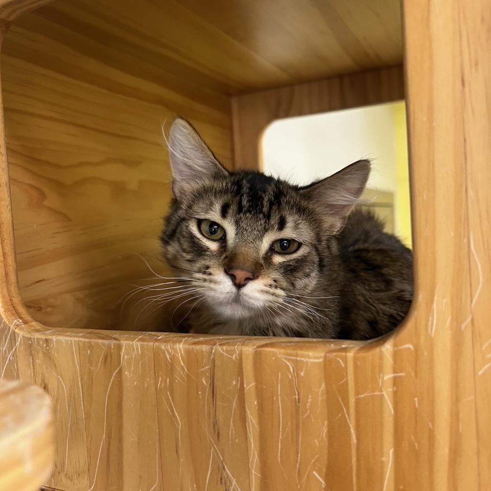 Burrito , ADOPTABLE, Young Male Domestic Medium Hair.