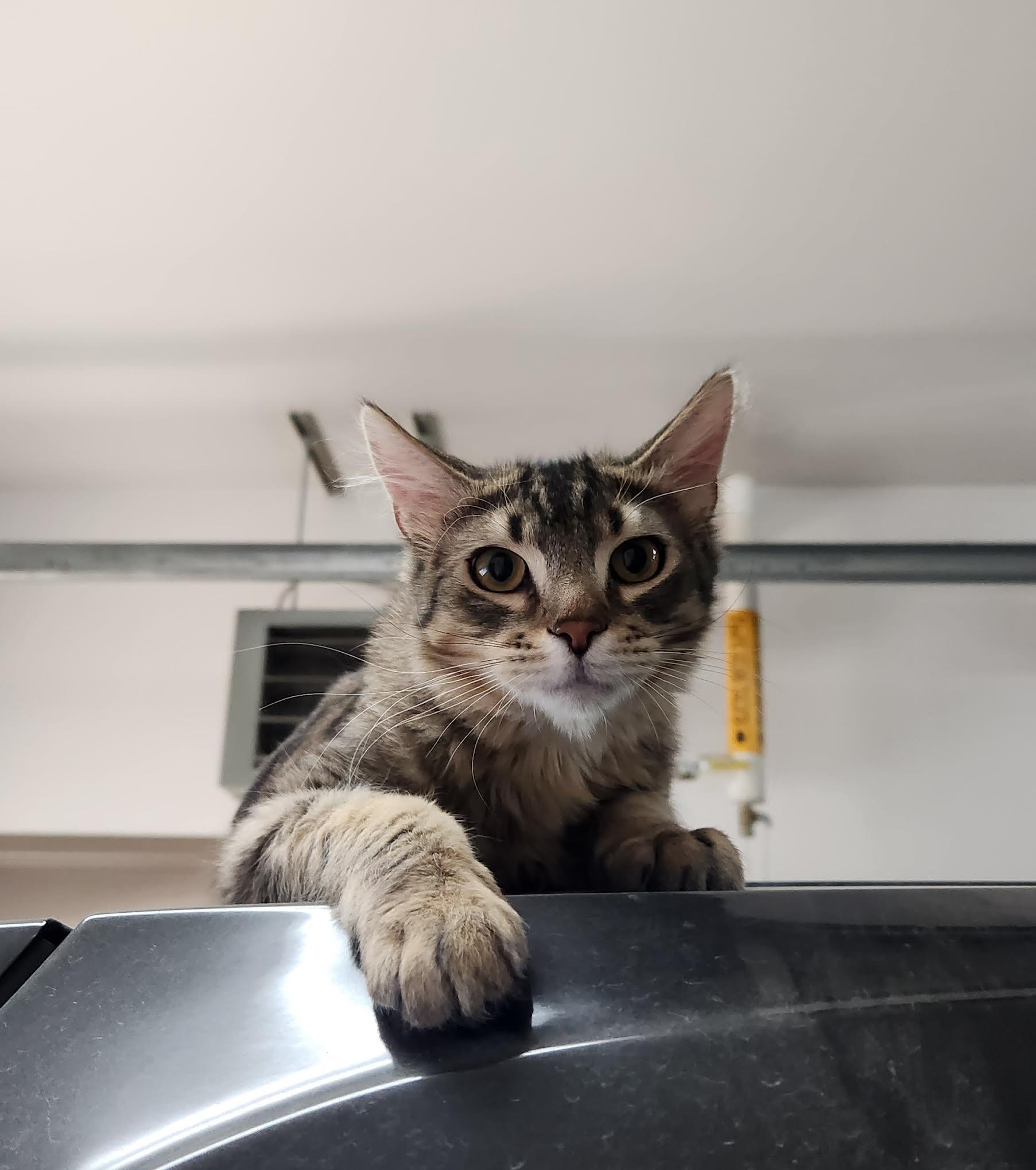 Burrito , adopted, Young Male Domestic Medium Hair.