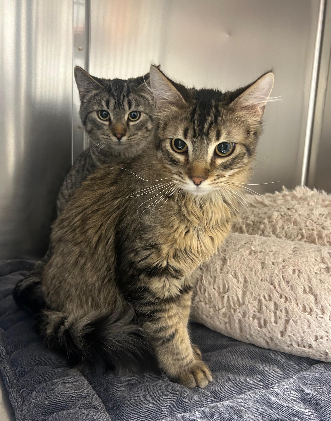 Enlarge Burrito , a ADOPTABLE Domestic Medium Hair in Homer, AK image 2/2