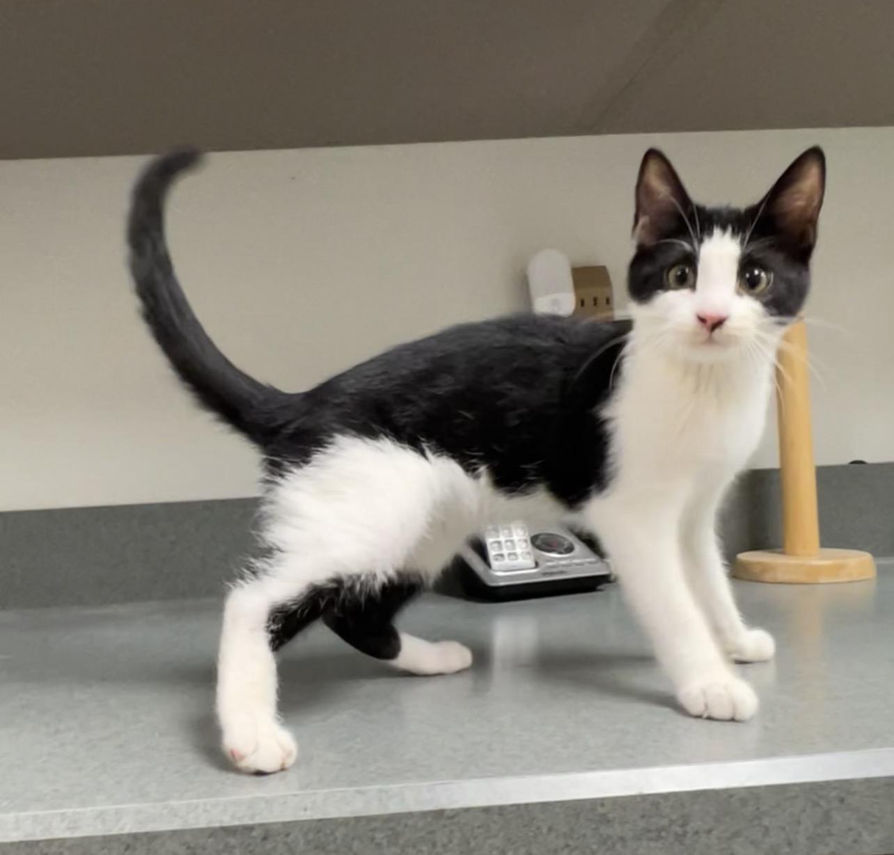 Enlarge Volleyball, a Adopted Domestic Short Hair in Montville, NJ image 4/4