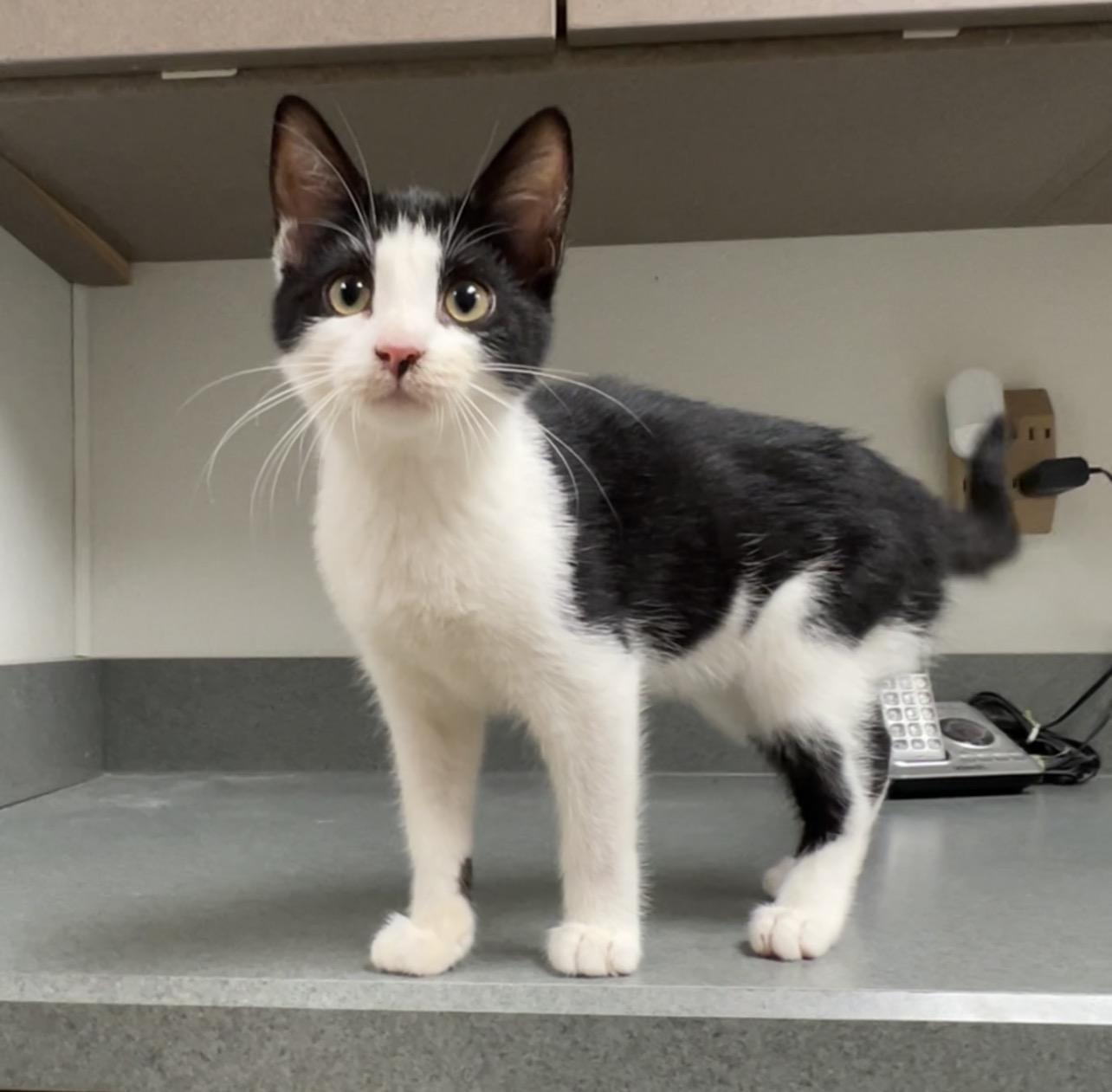 Enlarge Volleyball, a Adopted Domestic Short Hair in Montville, NJ image 2/4
