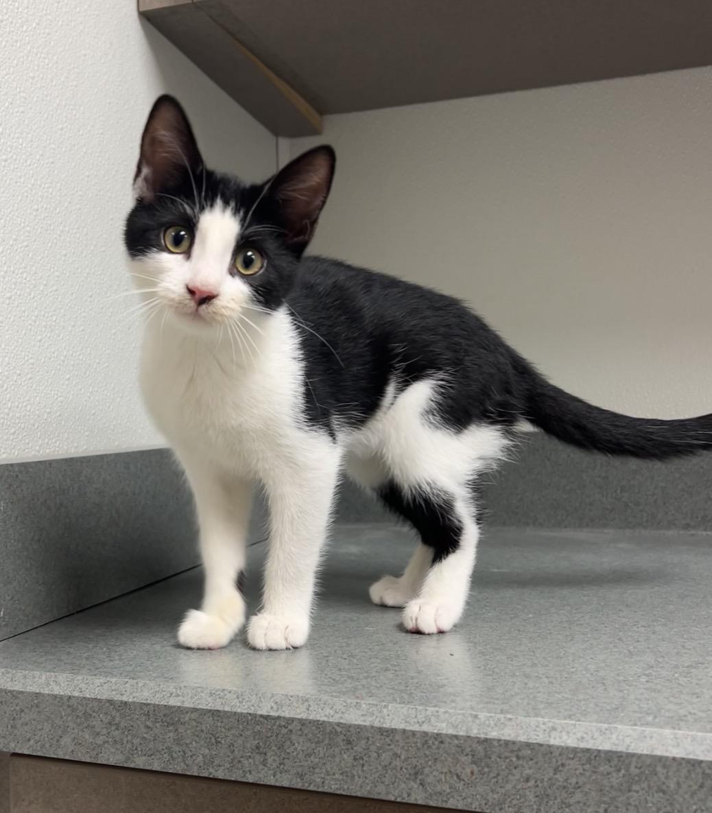 Enlarge Volleyball, a Adopted Domestic Short Hair in Montville, NJ image 1/4