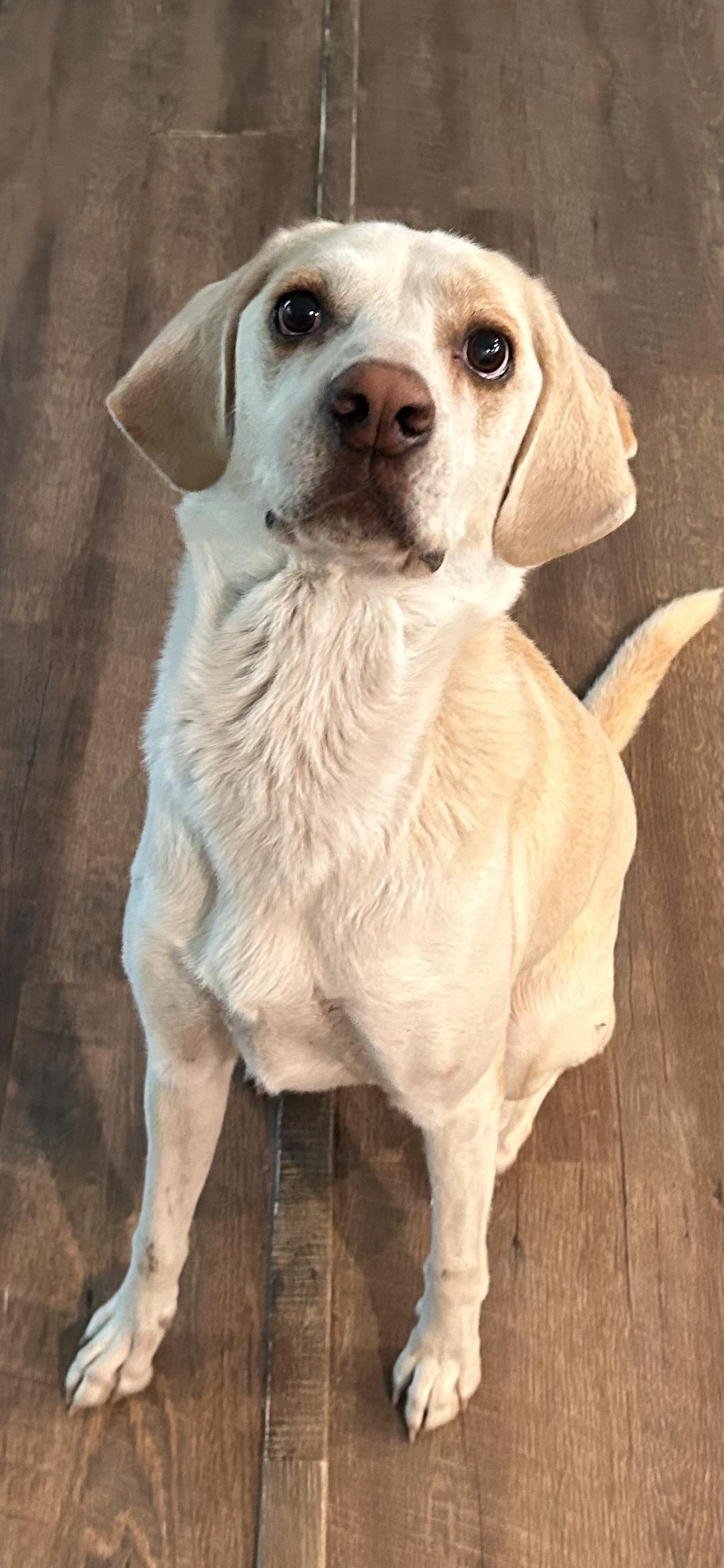 Enlarge Richie, a Adoptable mixed breed in conroe, TX image 3/6