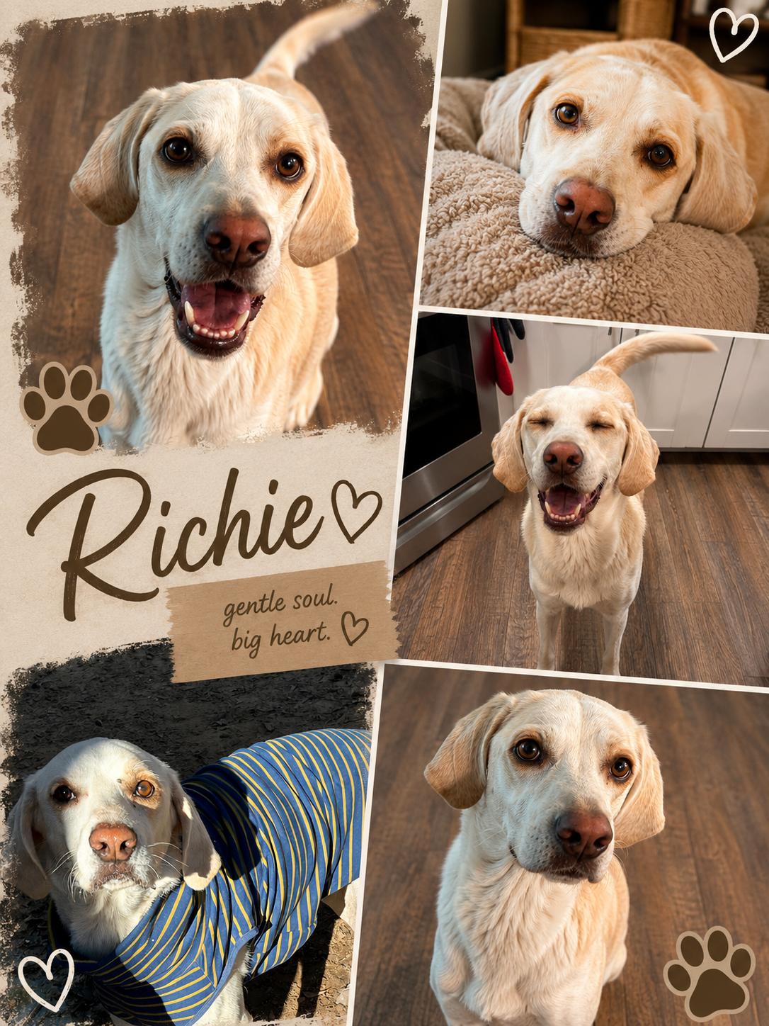 Enlarge Richie, a Adoptable mixed breed in conroe, TX image 4/6