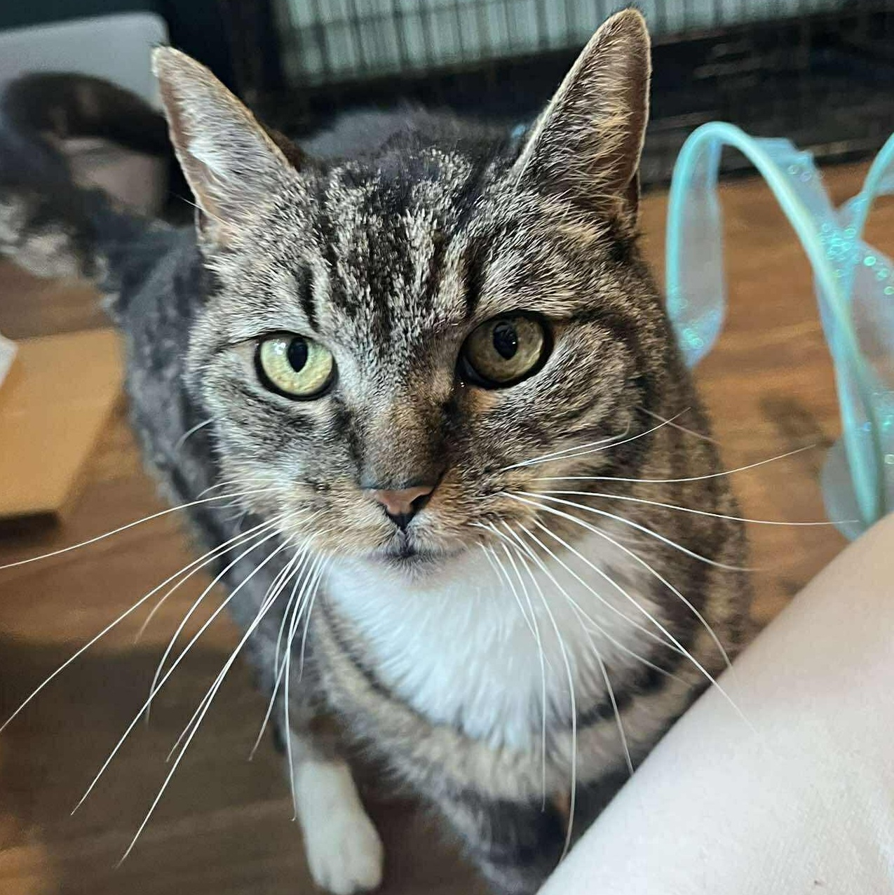 Enlarge Walter ( senior lap cat), a ADOPTABLE Tabby in Huntington, NY image 1/5