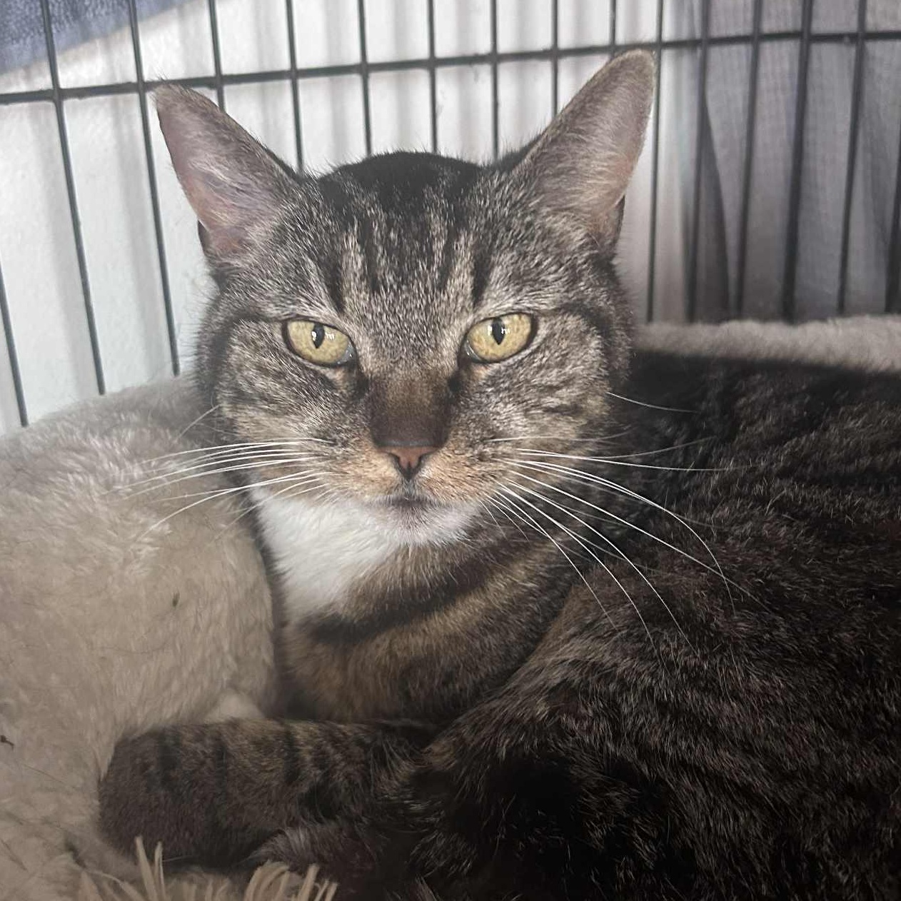 Enlarge Walter ( senior lap cat), a ADOPTABLE Tabby in Huntington, NY image 3/5