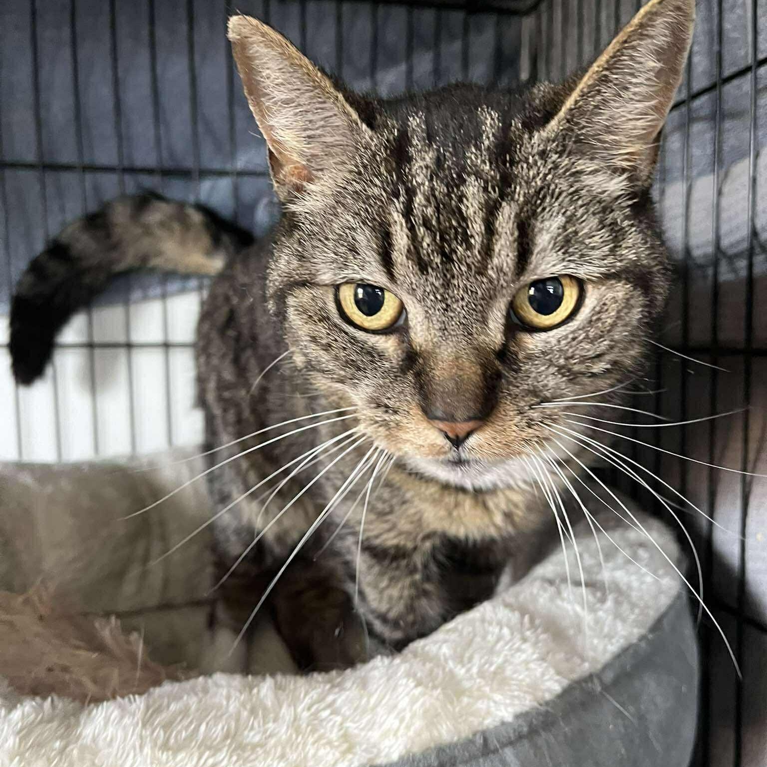 Enlarge Walter ( senior lap cat), a ADOPTABLE Tabby in Huntington, NY image 2/5