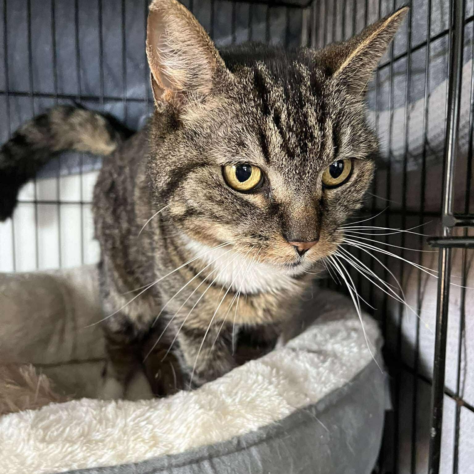 Enlarge Walter ( senior lap cat), a ADOPTABLE Tabby in Huntington, NY image 4/5