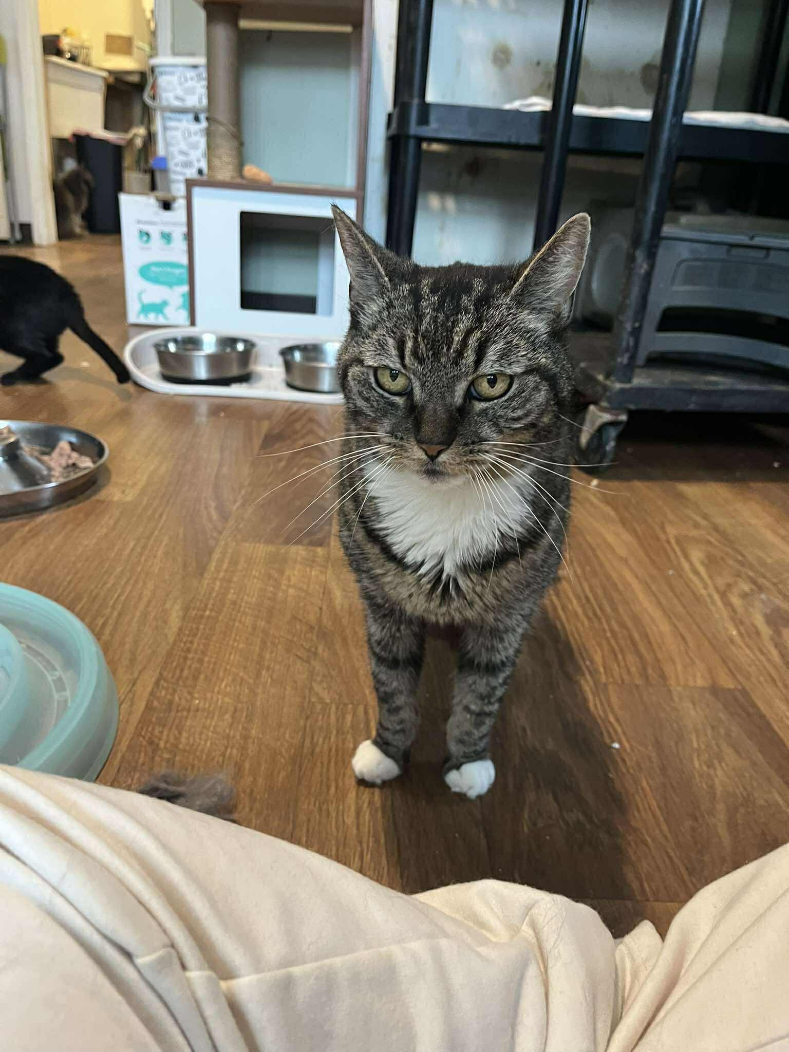 Enlarge Walter ( senior lap cat), a ADOPTABLE Tabby in Huntington, NY image 5/5