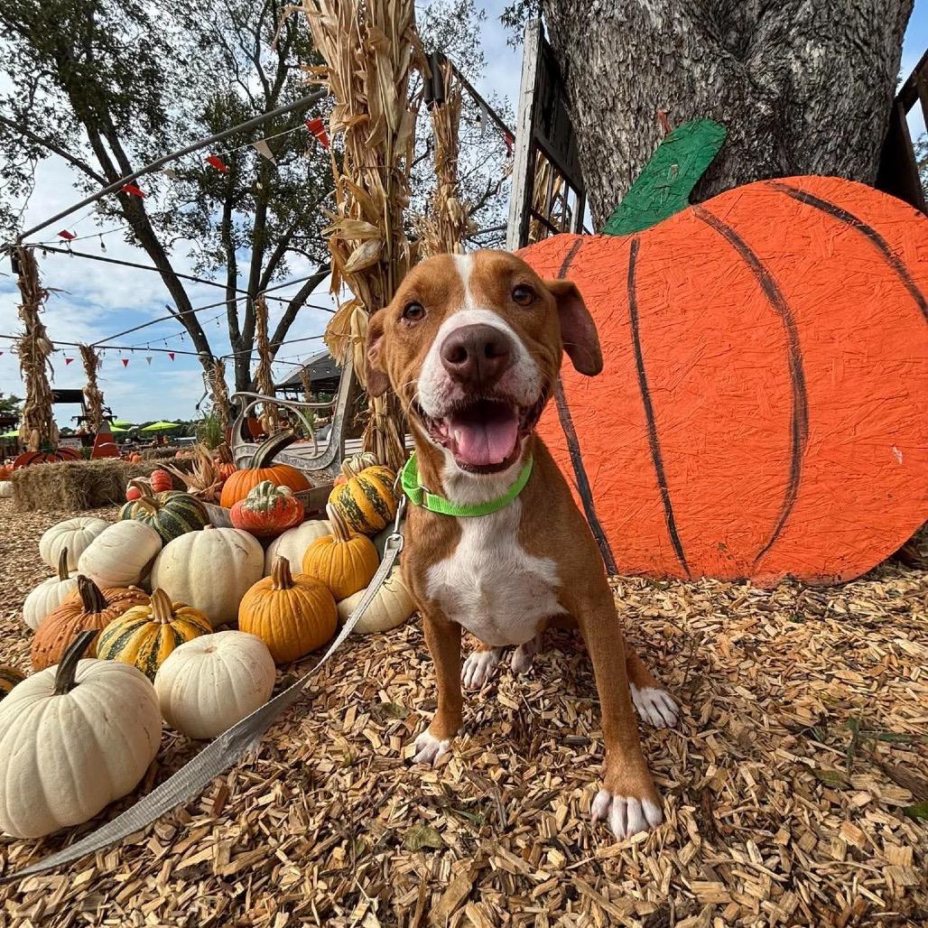 Enlarge Farin, a Adoptable mixed breed in Spring, TX image 6/6