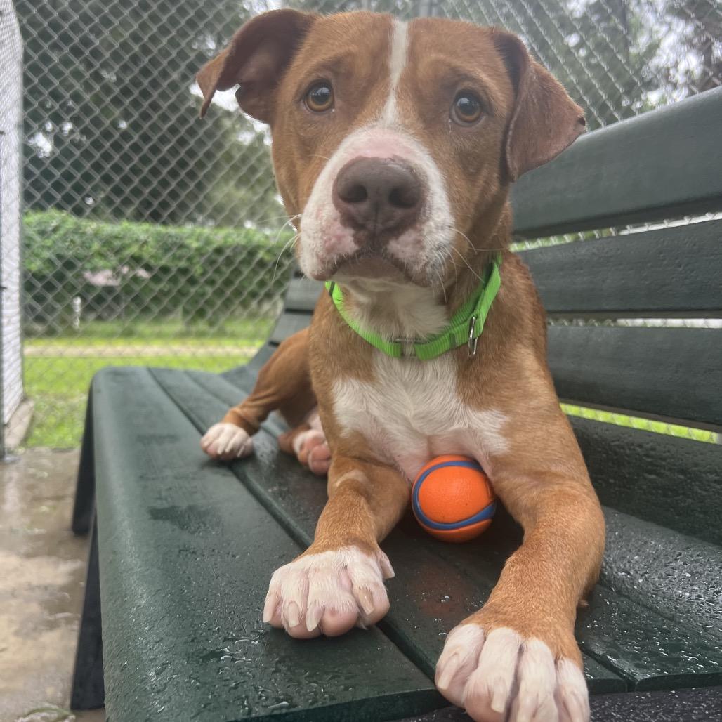 Enlarge Farin, a Adoptable mixed breed in Spring, TX image 3/6