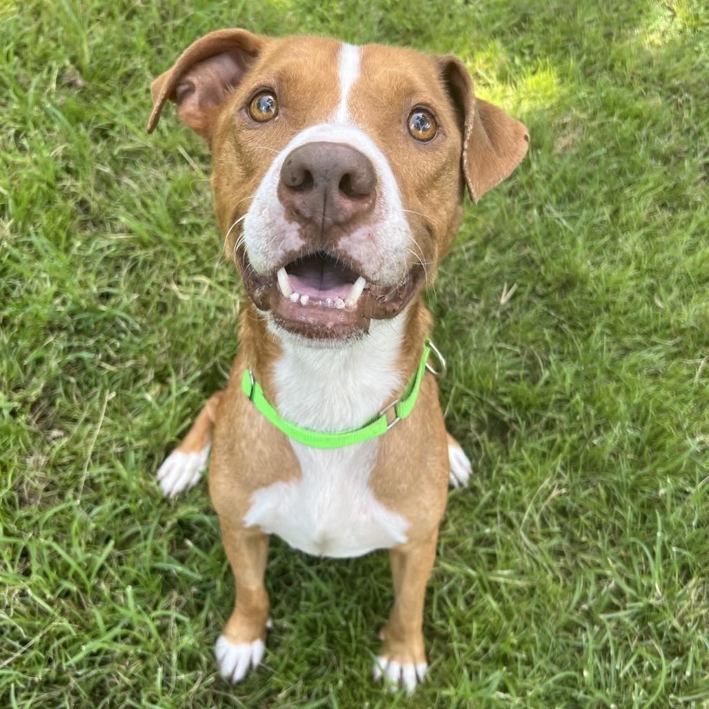 Enlarge Farin, a Adoptable mixed breed in Spring, TX image 2/6