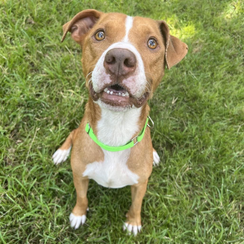 Enlarge Farin, a Adoptable mixed breed in Spring, TX image 4/6