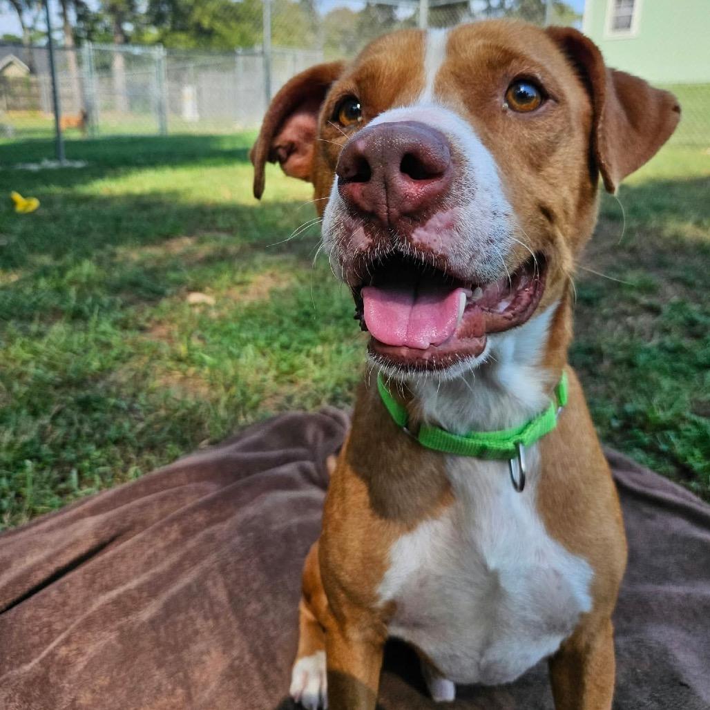 Enlarge Farin, a Adoptable mixed breed in Spring, TX image 1/6