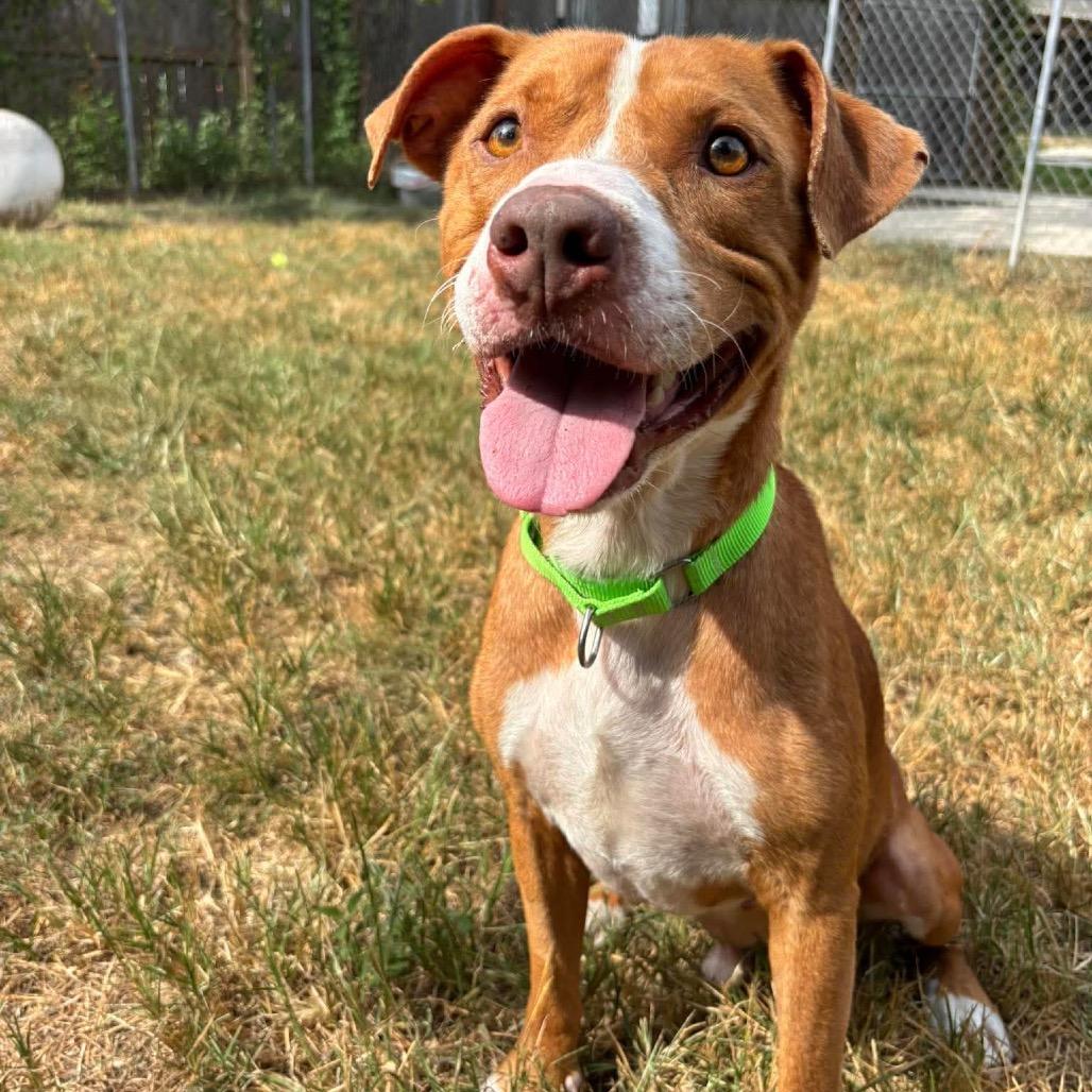 Enlarge Farin, a Adoptable mixed breed in Spring, TX image 5/6