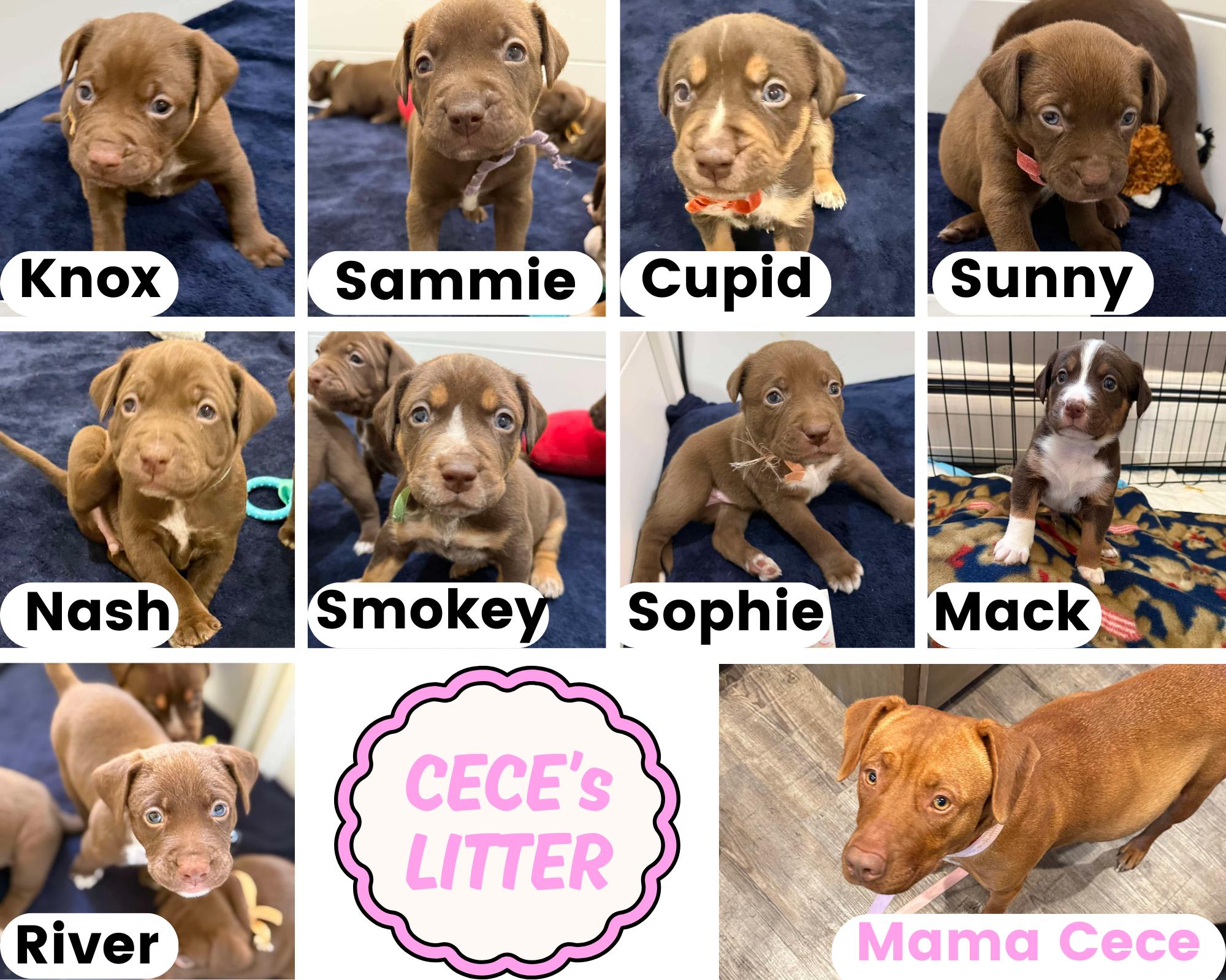 Enlarge CeCe's Litter, a ADOPTABLE mixed breed in Rochester , NY image 1/1