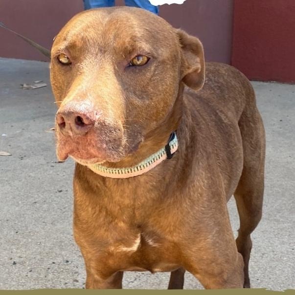 Charlie - a sweet happy lover boy