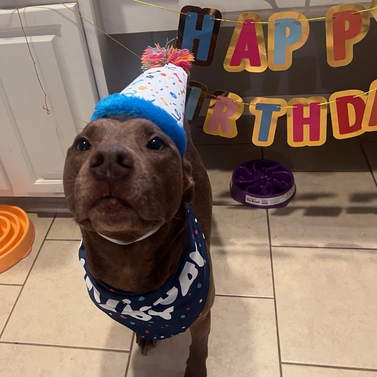 Charlie - a sweet happy lover boy, a Adoptable Staffordshire Bull Terrier in League City, TX image 2/3