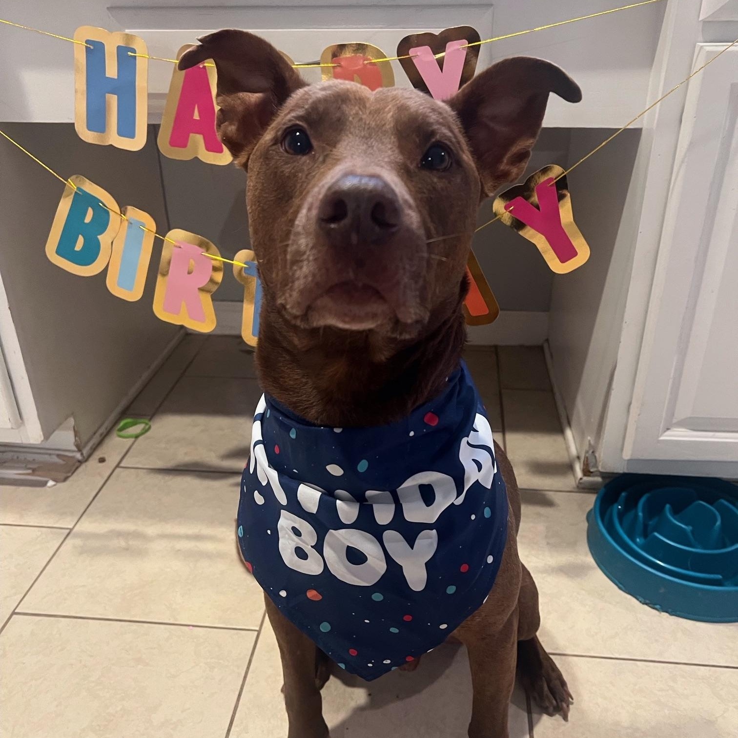 Charlie - a sweet happy lover boy, Adoptable, Adult Male Staffordshire Bull Terrier.