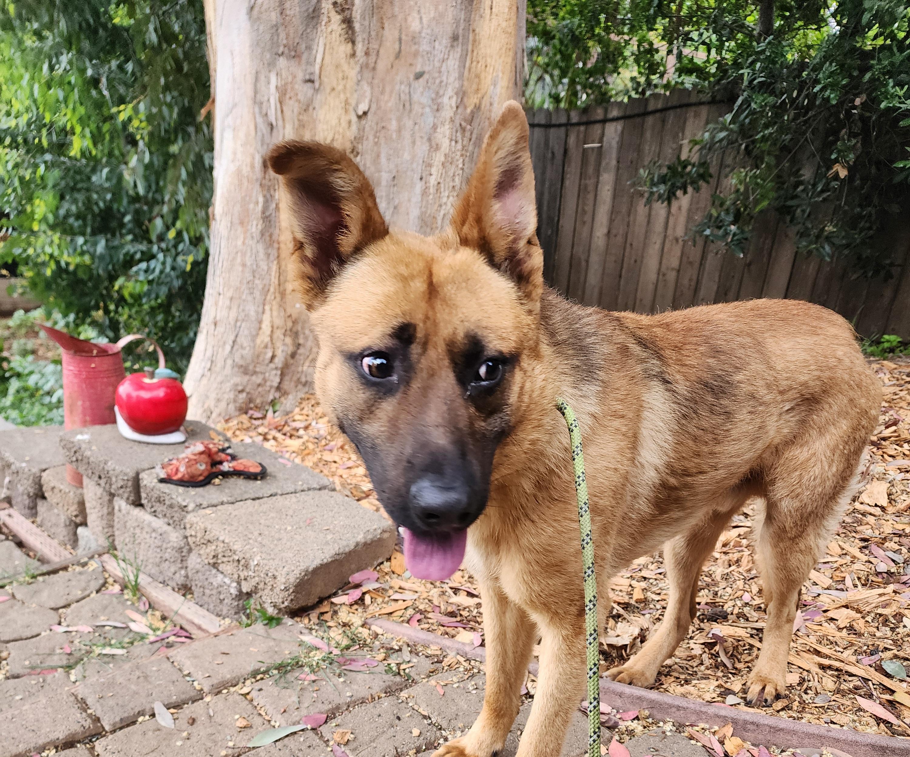 Shasta, a ADOPTABLE mixed breed in Lafayette, CA image 3/3