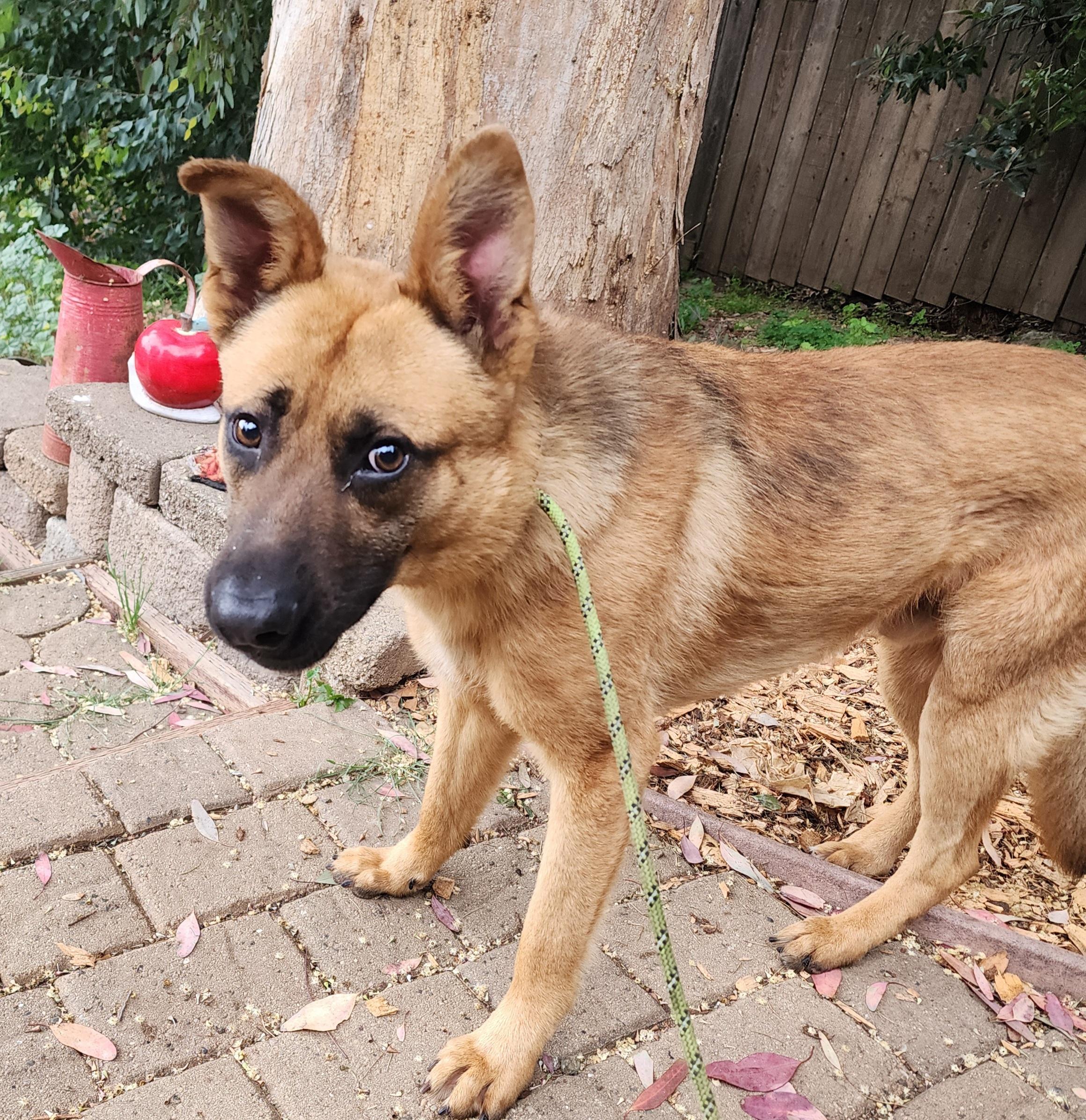 Shasta, a ADOPTABLE mixed breed in Lafayette, CA image 1/3