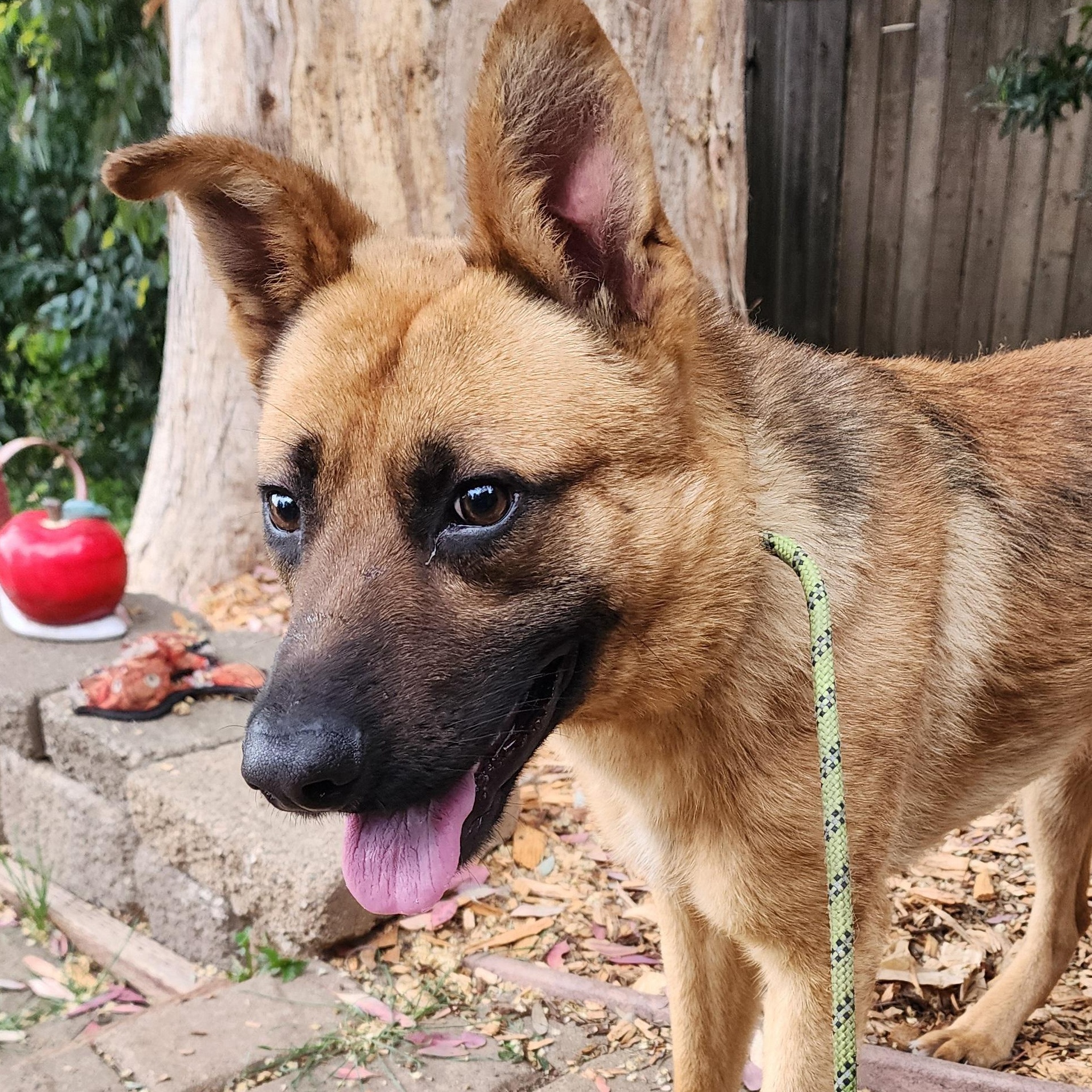 Shasta, a ADOPTABLE mixed breed in Lafayette, CA image 2/3