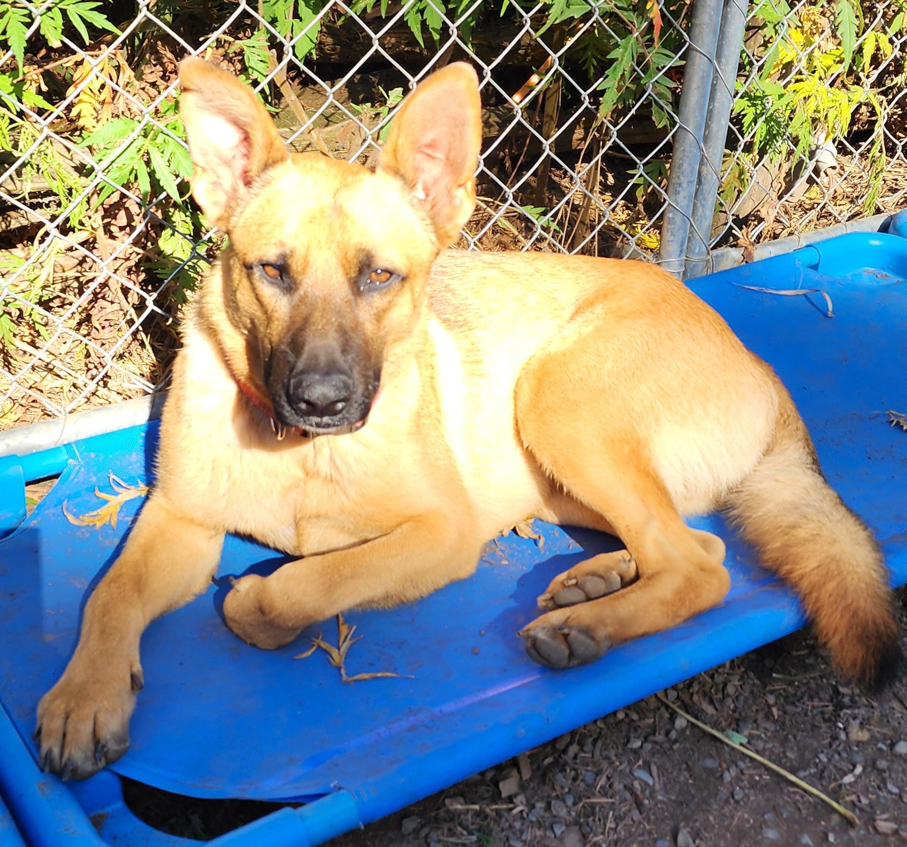 Shasta, Adoptable, Adult Male German Shepherd Dog.