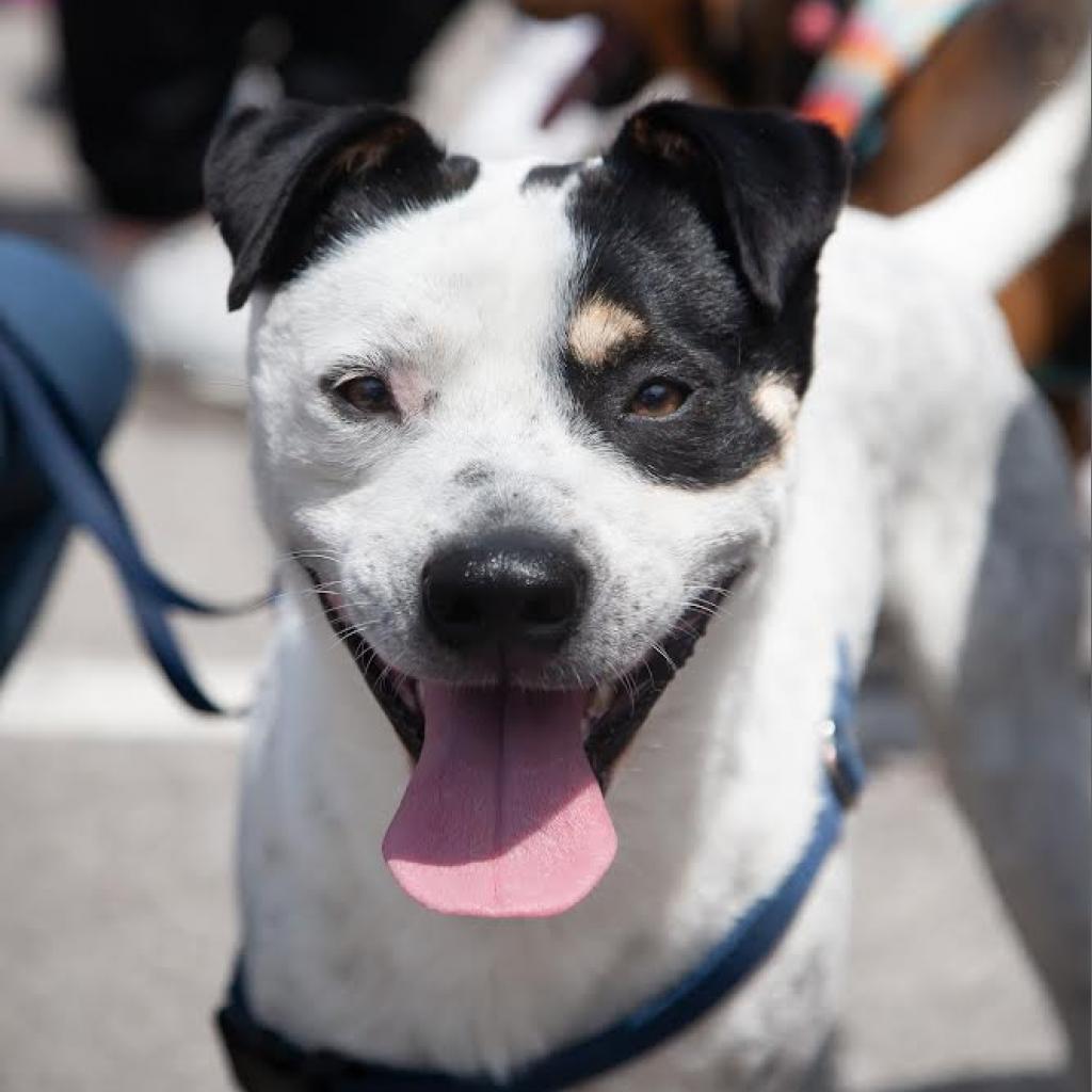 Enlarge Snoop, a Adoptable Mixed Breed in Goodlettsville, TN image 1/6