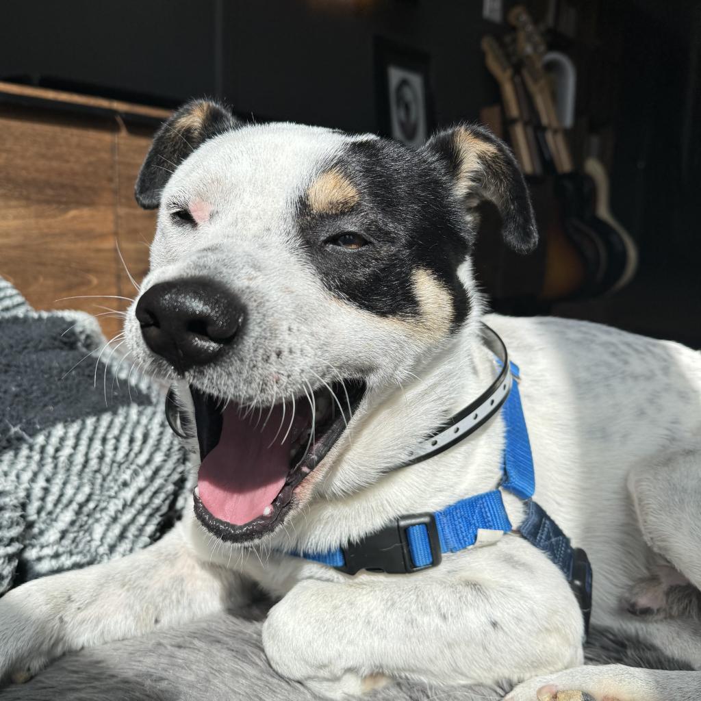 Enlarge Snoop, a Adoptable Mixed Breed in Goodlettsville, TN image 3/6