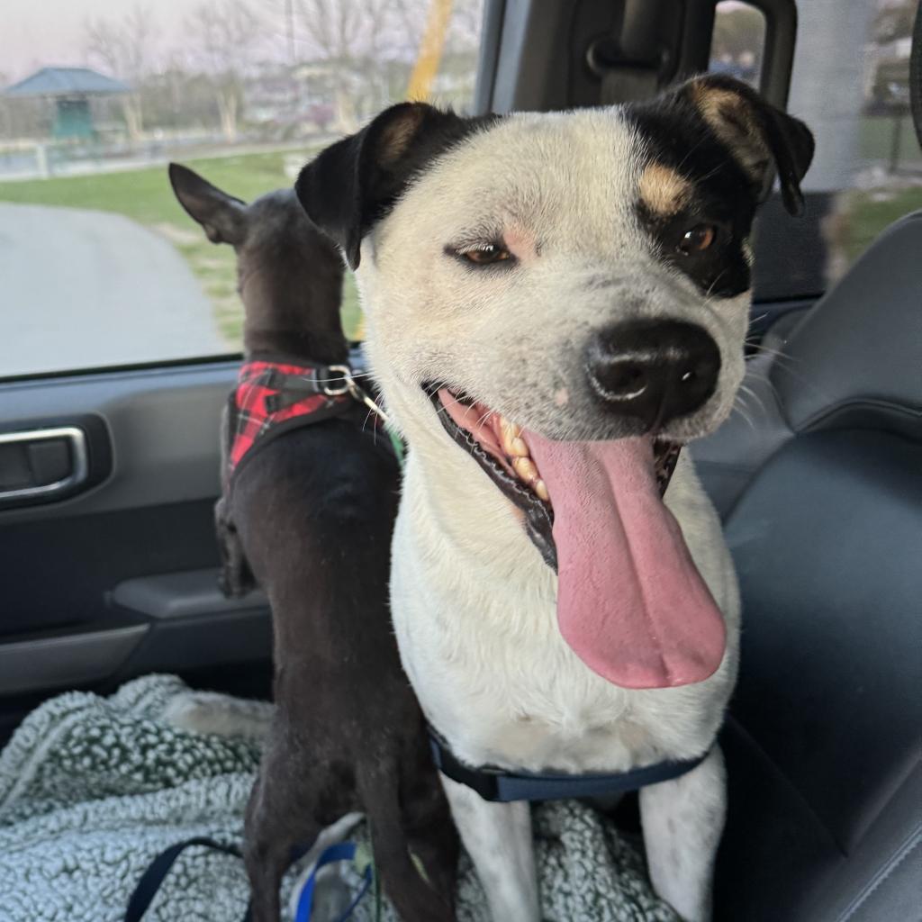 Enlarge Snoop, a Adoptable Mixed Breed in Goodlettsville, TN image 4/6