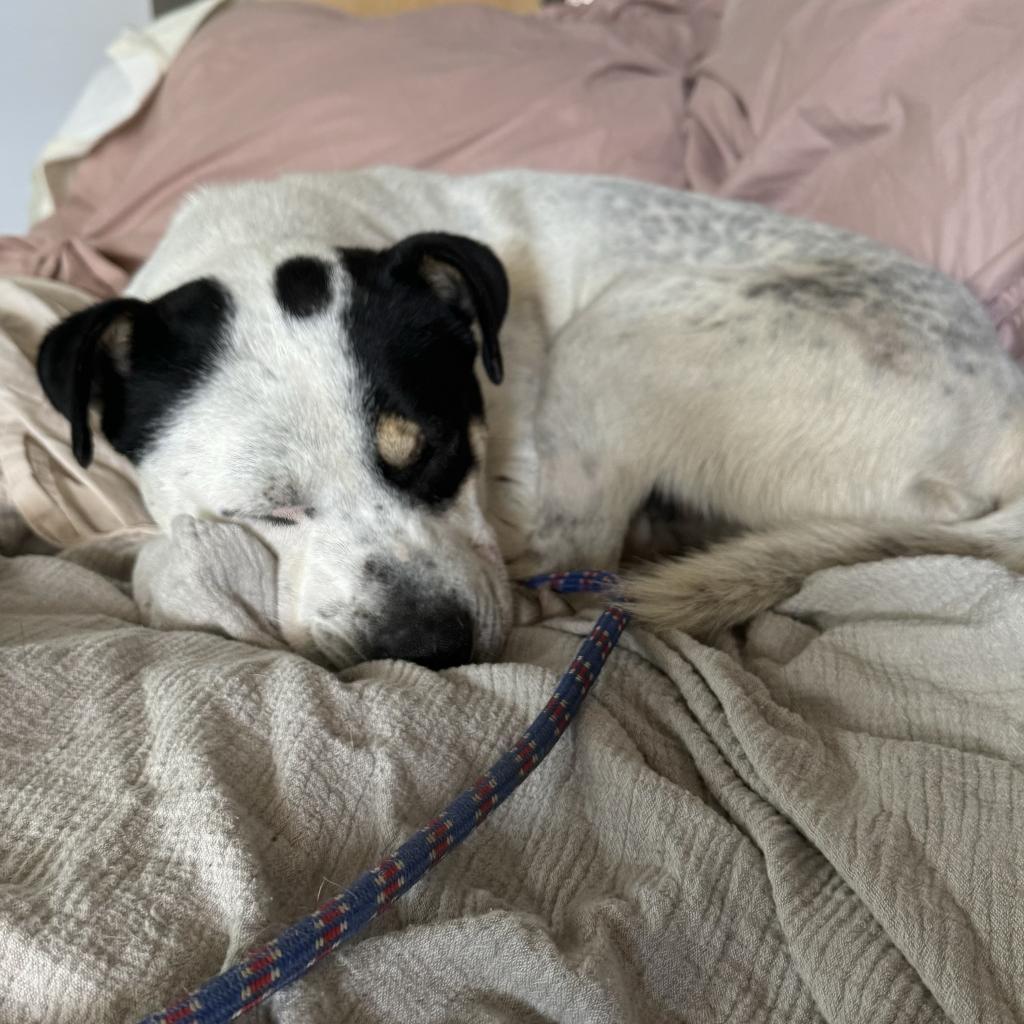 Enlarge Snoop, a Adoptable Mixed Breed in Goodlettsville, TN image 5/6