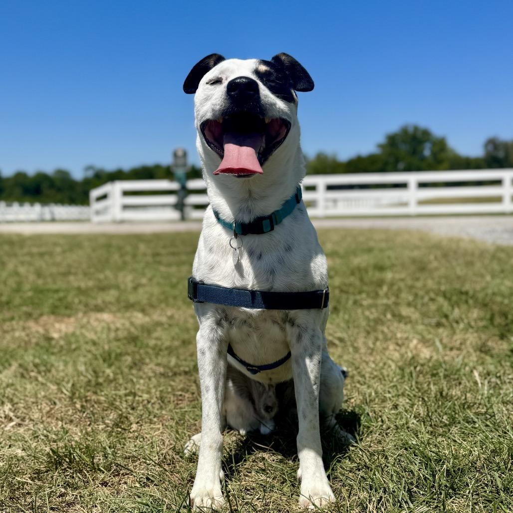 Enlarge Snoop, a Adoptable Mixed Breed in Goodlettsville, TN image 6/6