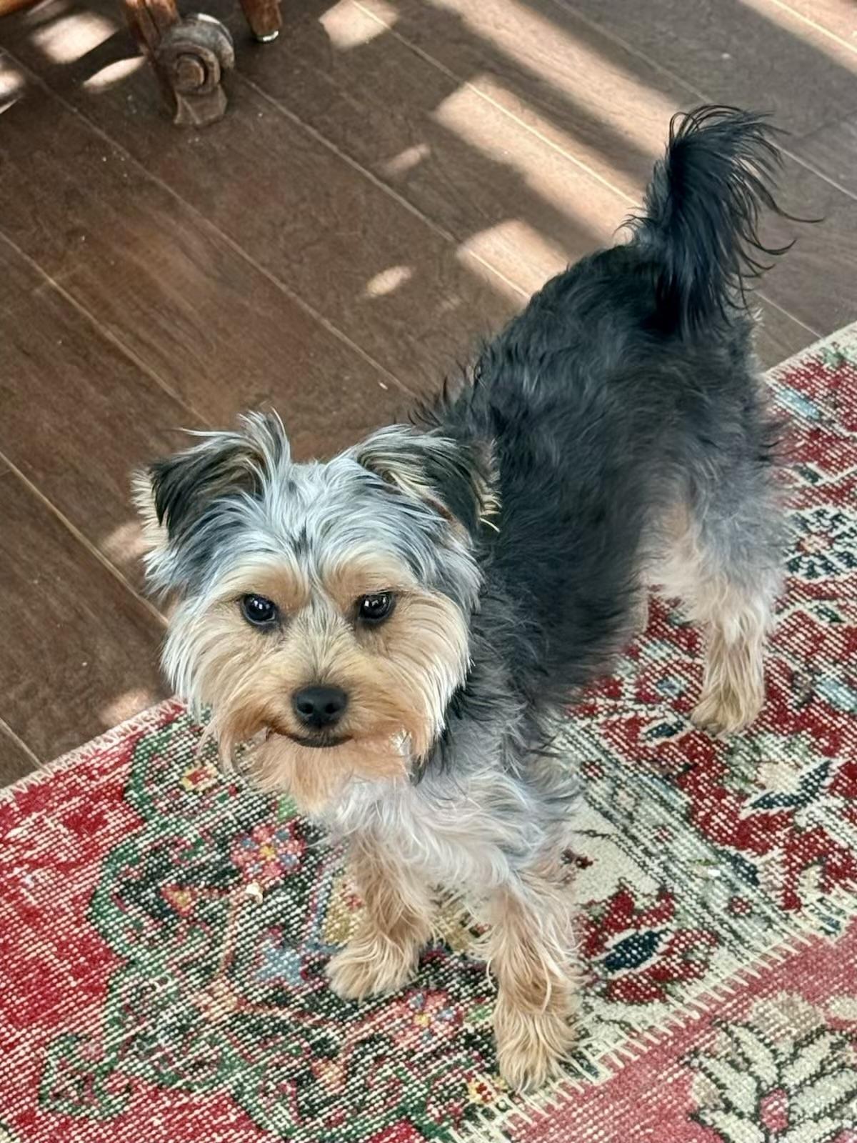 Enlarge Bitsy, an adopted Yorkshire Terrier in Hartwell, GA image 1/1