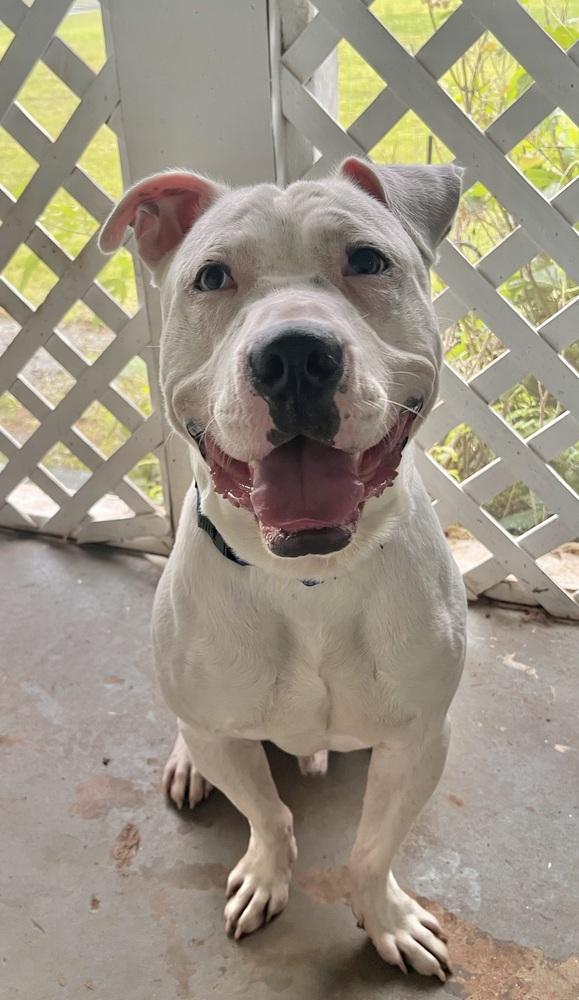 Enlarge Lincoln, a Adoptable American Bulldog in Acworth, GA image 1/5