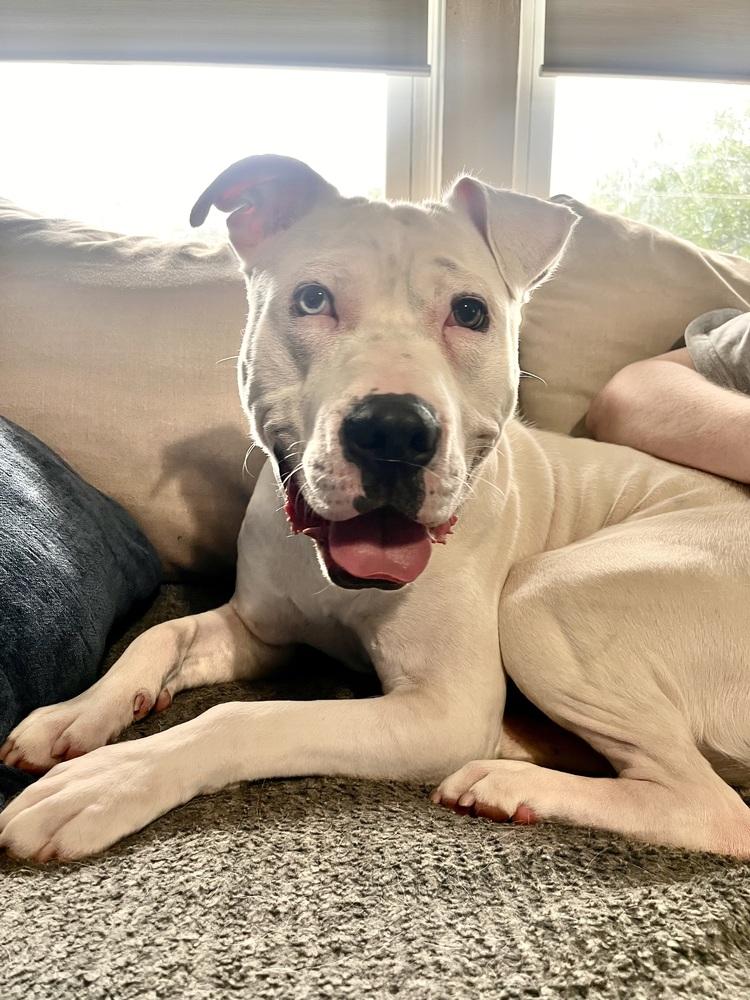 Enlarge Lincoln, a Adoptable American Bulldog in Acworth, GA image 2/5