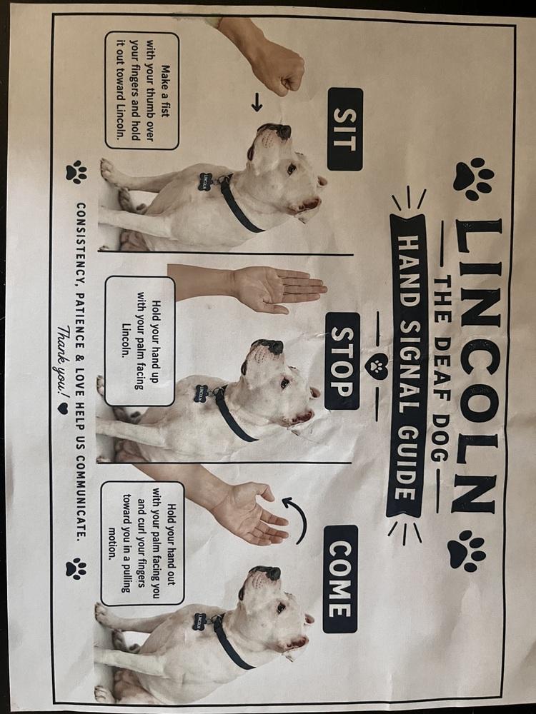 Enlarge Lincoln, a Adoptable American Bulldog in Acworth, GA image 3/5
