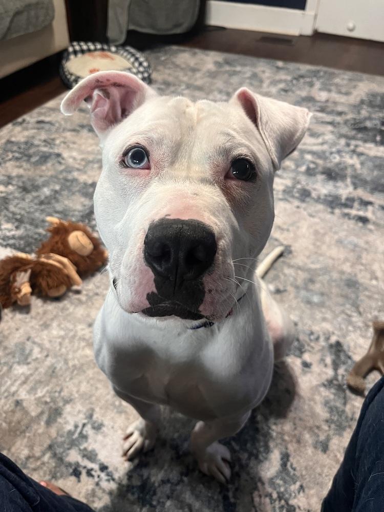 Enlarge Lincoln, a Adoptable American Bulldog in Acworth, GA image 4/5