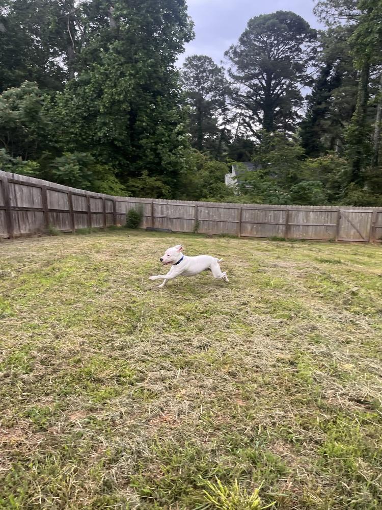 Enlarge Lincoln, a Adoptable American Bulldog in Acworth, GA image 5/5