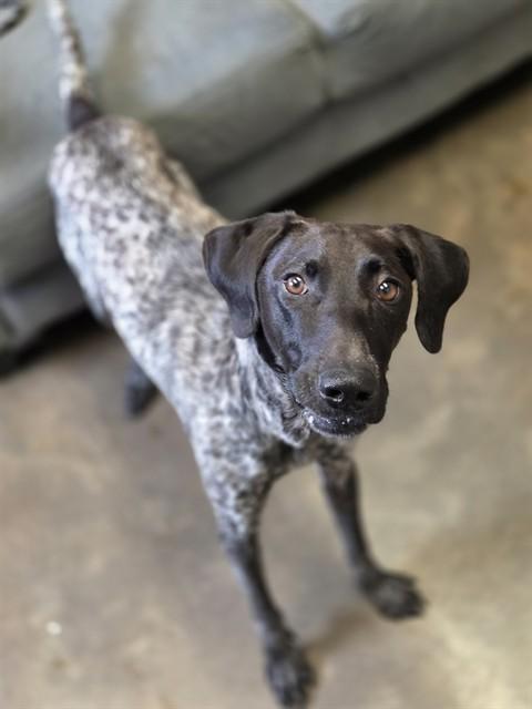 Enlarge LEGOLAS, a Adoptable German Shorthaired Pointer in Fort Walton Beach, FL image 1/1