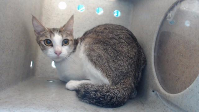 CHIQUIS, Adoptable, Young Female Domestic Short Hair.