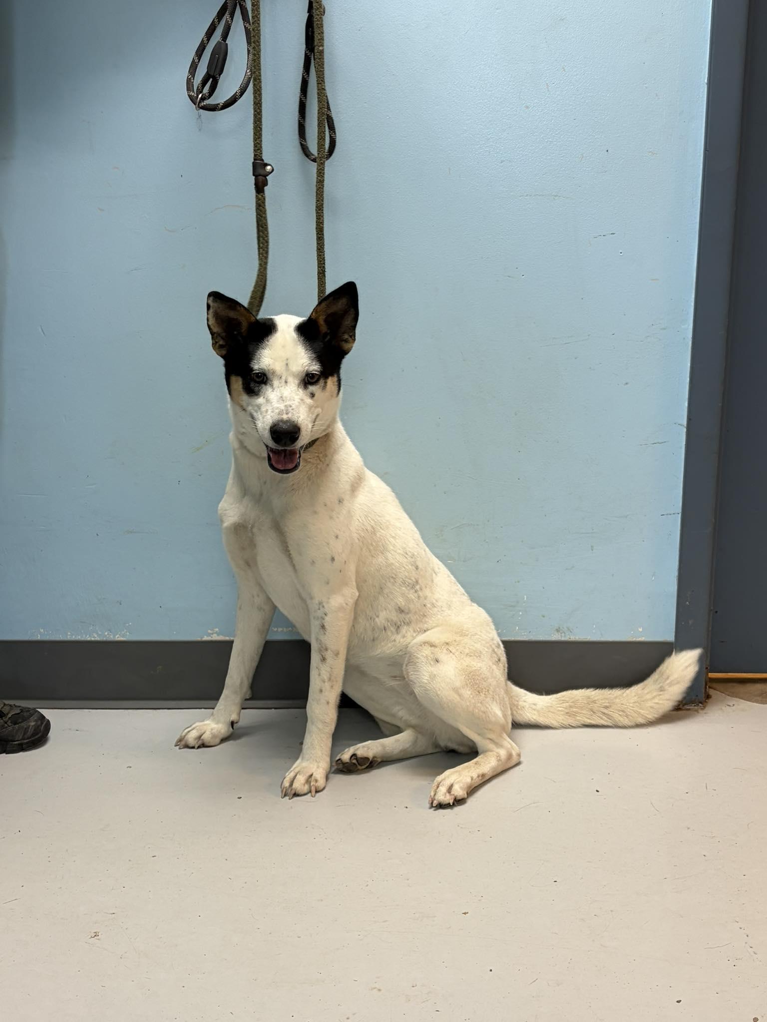 Harper, Adoptable, Puppy Female Australian Cattle Dog / Blue Heeler.