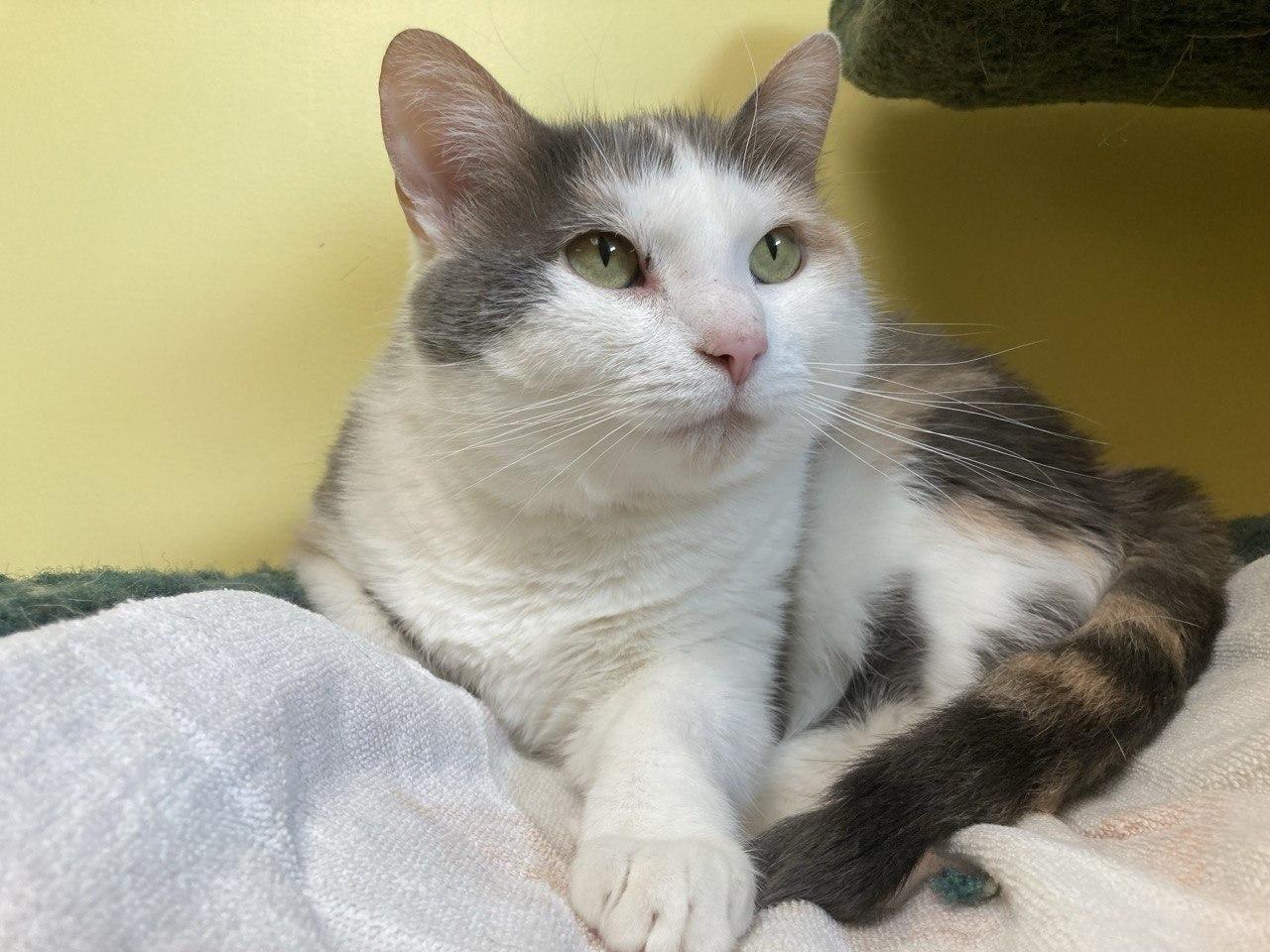 Princess Bunny Cuddles, an adopted Dilute Calico in Cincinnati, OH image 1/3