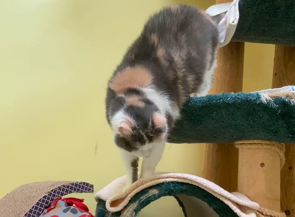 Enlarge Princess Bunny Cuddles, an adopted Dilute Calico in Cincinnati, OH video 3/3