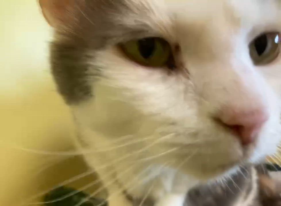 Enlarge Princess Bunny Cuddles, an adopted Dilute Calico in Cincinnati, OH video 2/3