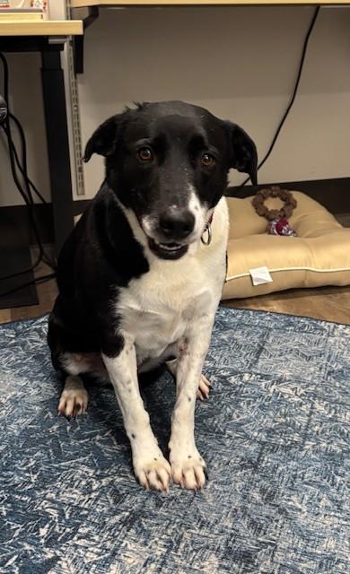 REBA, Adoptable, Adult Female Border Collie & Pit Bull Terrier.